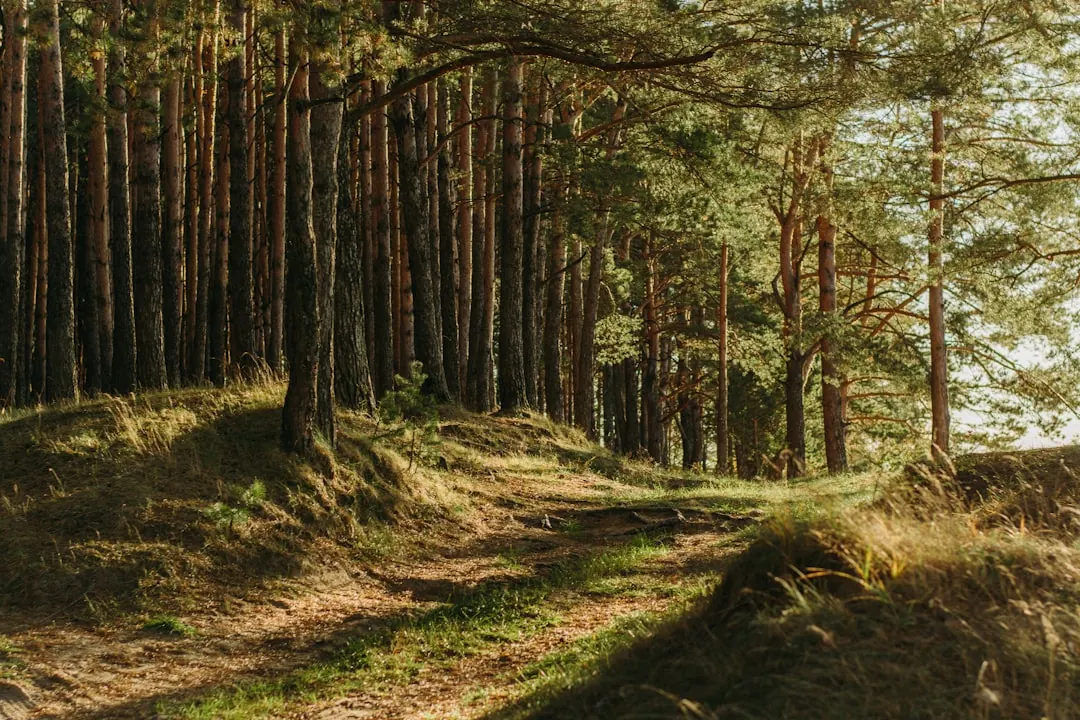 A forest path with choices ahead